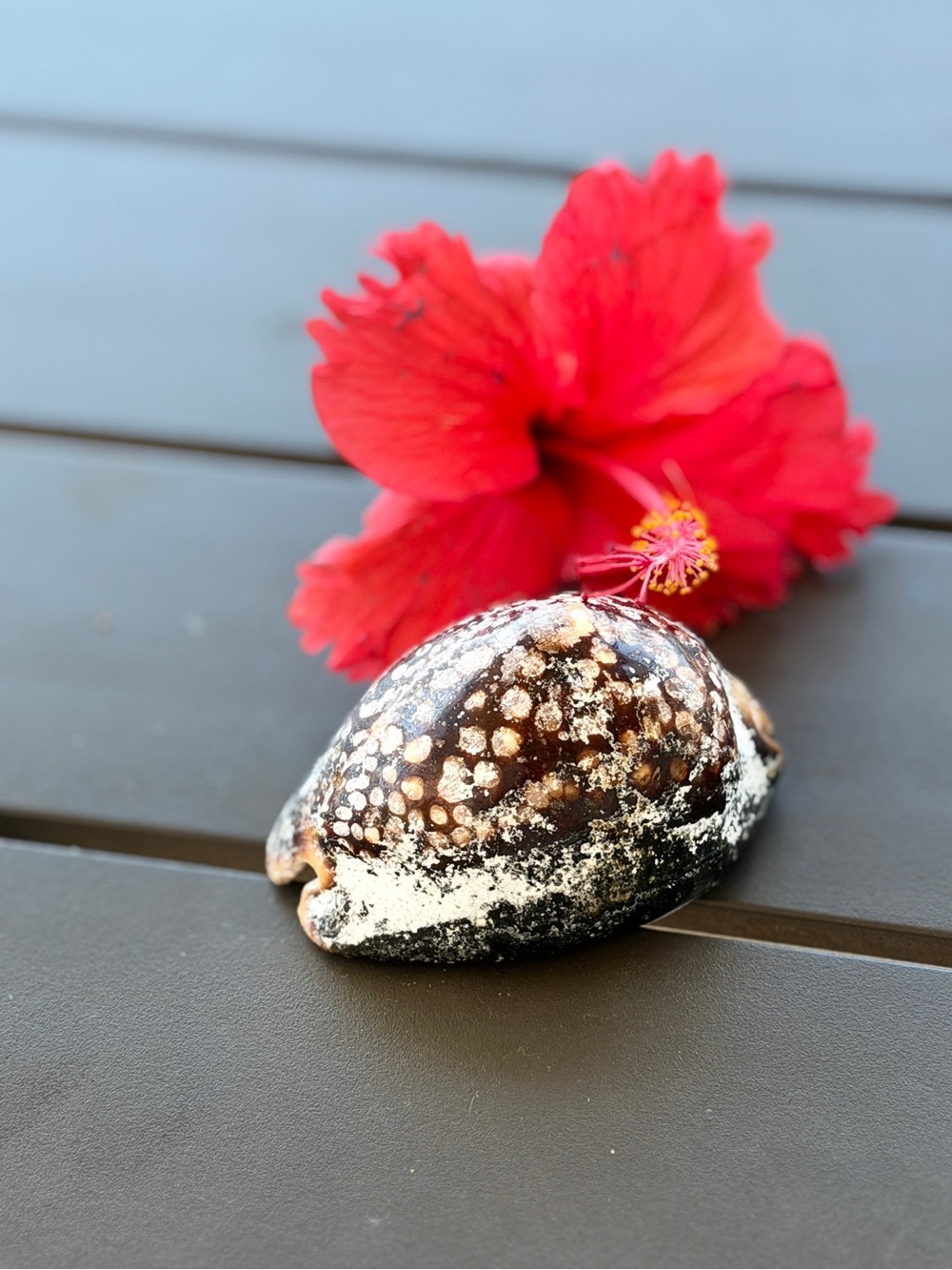 Sea Shell with Speckled Pattern - Brown & White